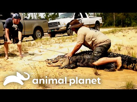 10 Foot Gator ATTACKS Cattle Farm! | Gator Boys | Animal Planet