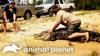 Download lagu 10 Foot Gator ATTACKS Cattle Farm! | Gator Boys | Animal Planet mp3