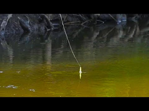 TINY CREEK FISHING Summer Steelhead - Bobber Down!
