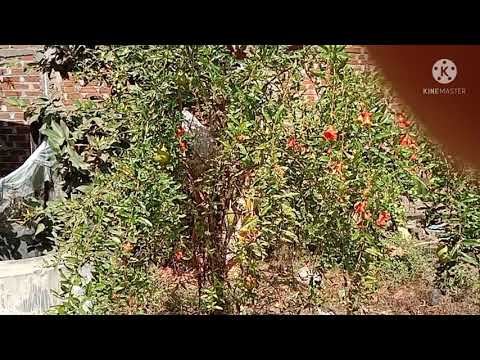 மாதுளை செடியின் பயன்கள்  ##Mathulai# sedein payankal#