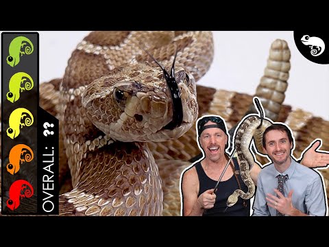 image-Is a rattlesnake a good pet?