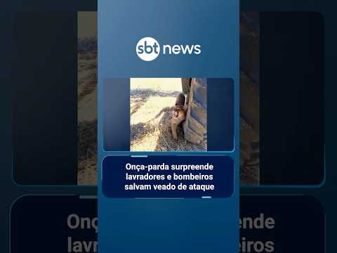 Onça-parda surpreende lavradores e bombeiros salvam veado de ataque no RS | #SBTNoticias