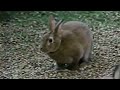 Barney Song Little Cabin In The Forrest Green A Camping We Will Go