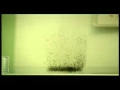 Fleas In A Jar Similarity In Fleas And Human Behaviour
