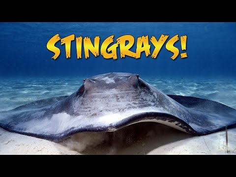 Stingray City with Guy Harvey 2019 (Are the stingrays still there?)