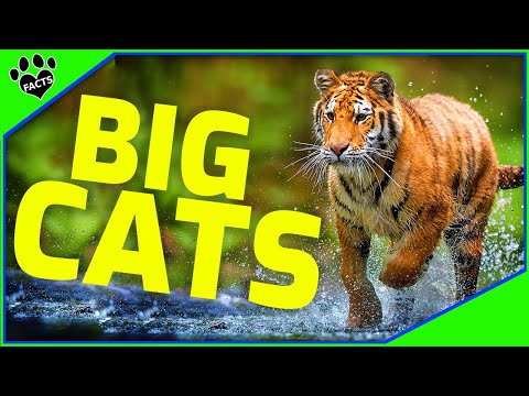 Top 7 Largest Big Cats In The World