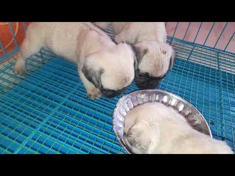 Top quality male and female pug puppys  available  8247687126