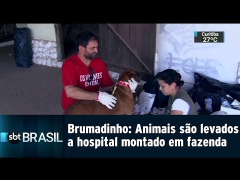 Brumadinho: Animais são levados a hospital montado em fazenda | SBT Brasil (30/01/19)