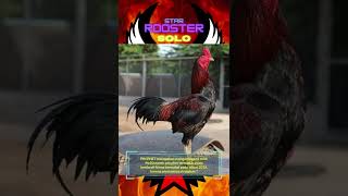 Download lagu PINPHET mangon legend milik kowsem farm #shorts #shortstrending #shortsayam #mangon #thailand mp3 Download lagu PINPHET mangon legend milik kowsem farm #shorts #shortstrending #shortsayam #mangon #thailand mp3