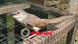 Download lagu Cigun ngamuk mp3