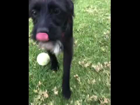 Oreo, an adopted Terrier Mix in Glendora, CA_image-1