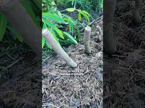 Fedge: Endless Spinach from Edible Hibiscus Hedge