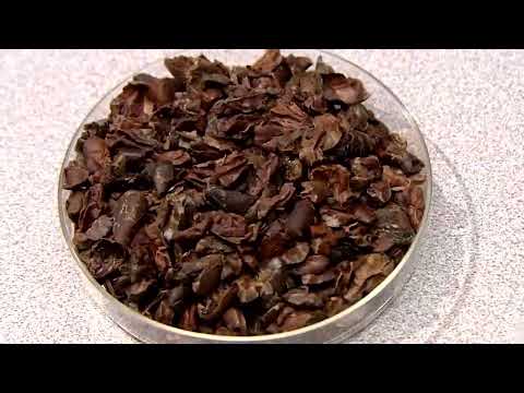 How Chocolate is Made