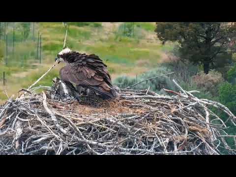 6/22/22 ~ PITKIN COUNTY OSPREY....CHICKS DRAGGED OFF NEST AS MOM FLIES OFF!