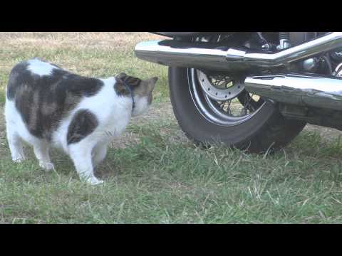 Cat VS Gopher