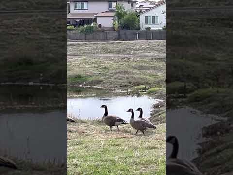 Life is Good #nature #animals #geese #canadagoose #lake #water #grass #green #wildlife #cute #fall