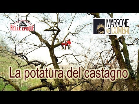 Danni al legamento laterale esterna dei sintomi articolari del ginocchio Miosite a osteocondrosi seno