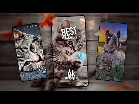 Cute animals wallpapers Video