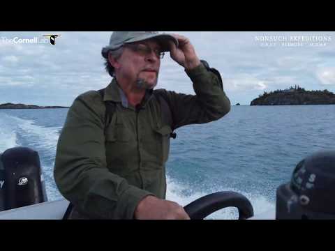 Nonsuch Island tour and health check of recently returned Cahow - Jan 7th 2020