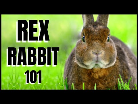 , title : 'Rex Rabbit 101: All You Need To Know'