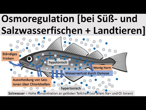 Osmoregulation [in freshwater and saltwater fish and land animals] Biology, advanced level