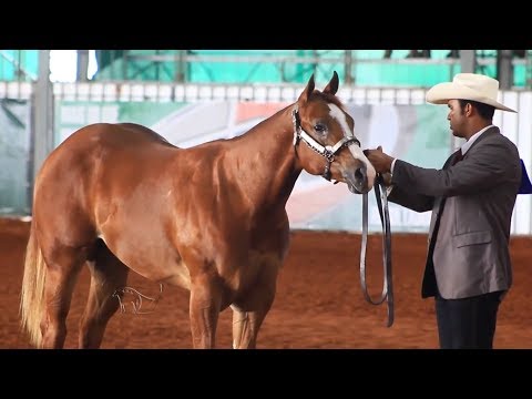Os pilares da Velocidade do cavalo Quarto de Milha e toda a versatilidade da raça