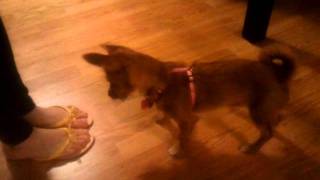 Bunny's Play Dead Trick - Dog Clicker Training in 30 minutes