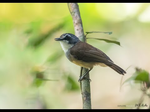 Dudroš sivoprsý (Malacopteron albogulare) — správanie, biotop a hlas