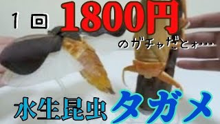 【ガチャガチャ】１回１８００円 いきもの大図鑑アドバンス 水生昆虫タガメ 開封レビュー