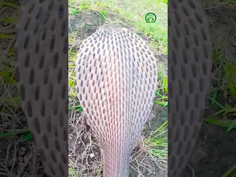 Vasuki Nag 🐍 Of Lord Shiva 🙏🏿 #shorts #viral #trending #snake #shiv