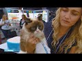 Overleden internetsensatie 'Grumpy Cat' leverde baasje miljoenen op - RTL NIEUWS