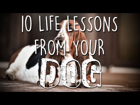 10 Life Lessons from Your Dog - My Dog, My Guru