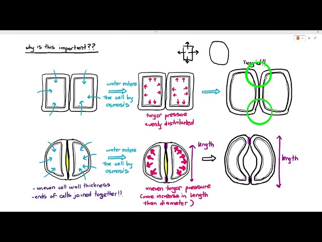 Pathos Guard Cell Understanding the Unique Cell Wall Structure of Guard Cells | Magica