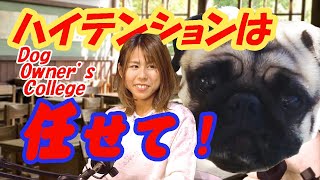 【ハイテンションのパグを大改善します】ビヘイビアリストが改善します。あら不思議！すぐに改善しちゃいました