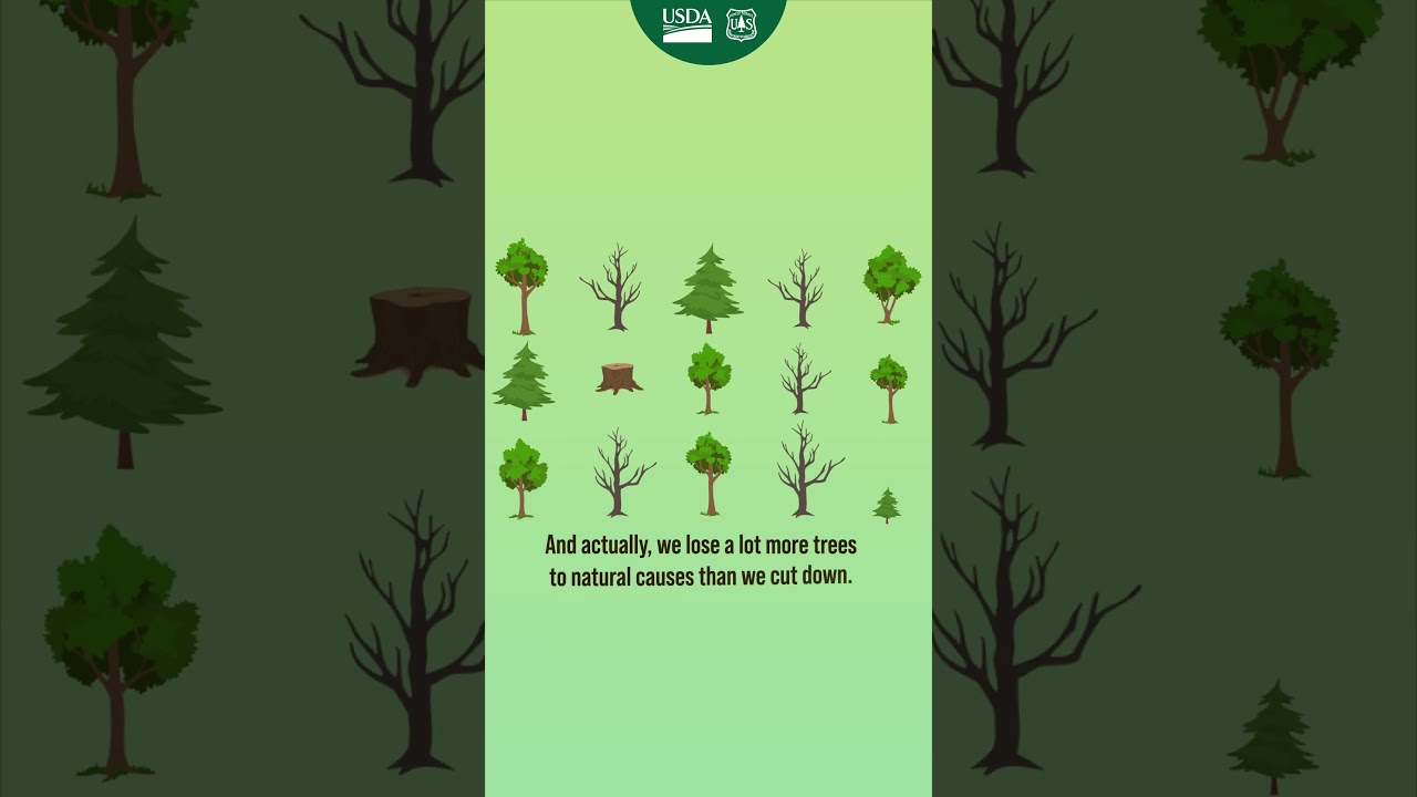 Reforestation on the land