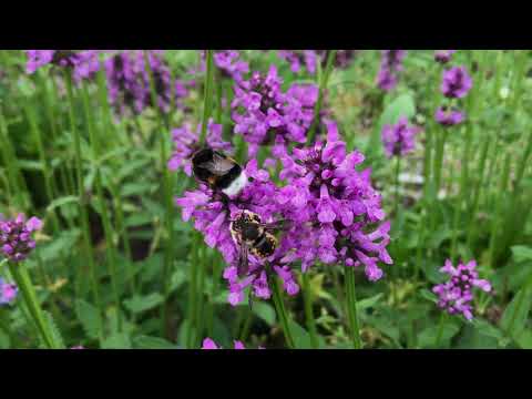 Betonie ~ Betonica officinalis  |  NL Bloeit! ~ Planten van hier