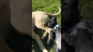 Video preview image #17 Mastiff Puppy For Sale in FULTON, NY, USA