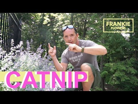 Something You Should Know About Catnip