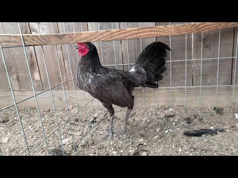 2020....Blue Henny Stag