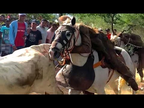 cow catch transfer/toada-bie and peacock