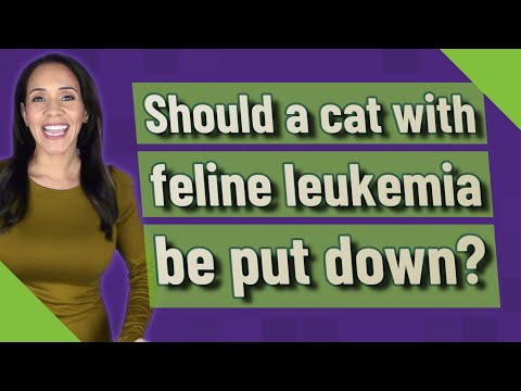 Should a cat with feline leukemia be put down?