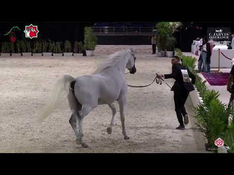 N.329 ANED AL HAWAJER - Emirates AH Breeders Championship 2023 - Stallions 4+ Years Old Section ...
