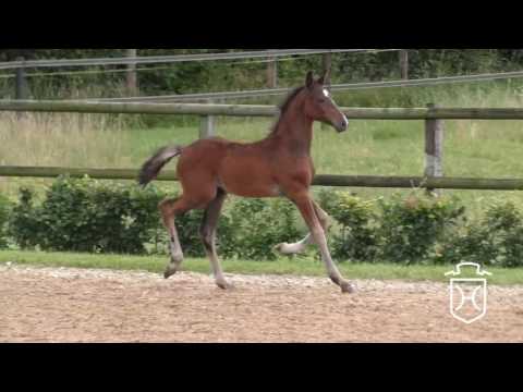 ODRZ018 Hengstfohlen von Lissaro - Carrico - Caletto I