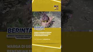 Download lagu Warga Digegerkan Dengan Aroma Bunga Bangkai Di Pekarangan Rumah mp3