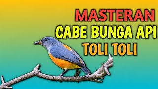 Download lagu PANCINGAN SUARA BURUNG CABE BUNGA API 🔥 TOLI TOLI GACOR mp3 Download lagu PANCINGAN SUARA BURUNG CABE BUNGA API 🔥 TOLI TOLI GACOR mp3
