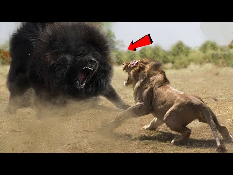 20 Most Illegal Dog Breeds in the World | Banned Dog Breeds In The World