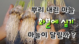 뿌리내린 통마늘 화분에 심기 페트병에 통마늘 새싹키우기  Raising the Barrel in a Pet …