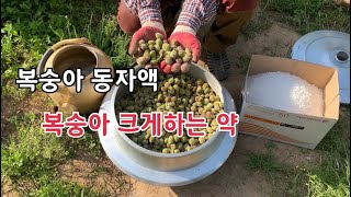 복숭아 크게하는 복숭아 동자액 만드는 방법