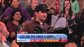 Leo the Pig Is Adopted