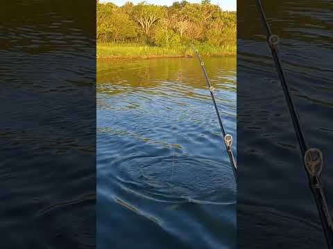 Dublê atrás de dublê na fazenda limeira #pescaria #pesca #fishing #matogrossodosul #anaurilândia